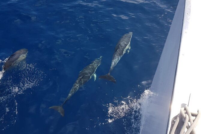 2hrs-dolphins-sunset-sailing-cruise-with-drink