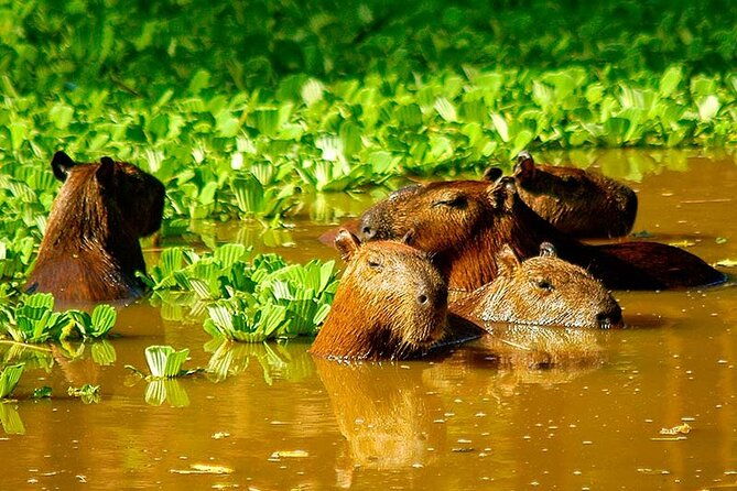 3-day-iquitos-jungle-adventure-at-muyuna-lodge