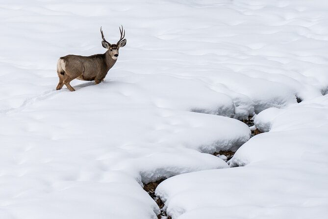 3-day-wildlife-photography-tour-in-yellowstone-national-park