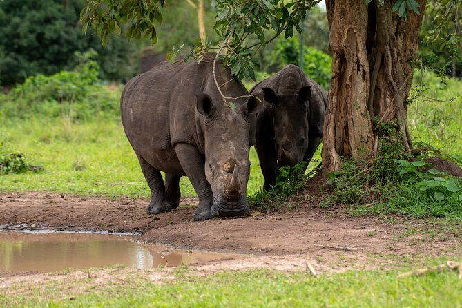 3-days-murchison-falls-national-park-safari-rhino-tracking