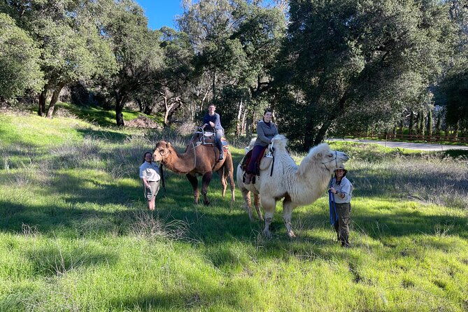 3-hour-camel-trek-into-the-forest-and-ranch-in-california