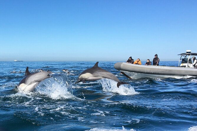3-hour-guided-whale-and-dolphin-watching-experience-in-san-diego-2