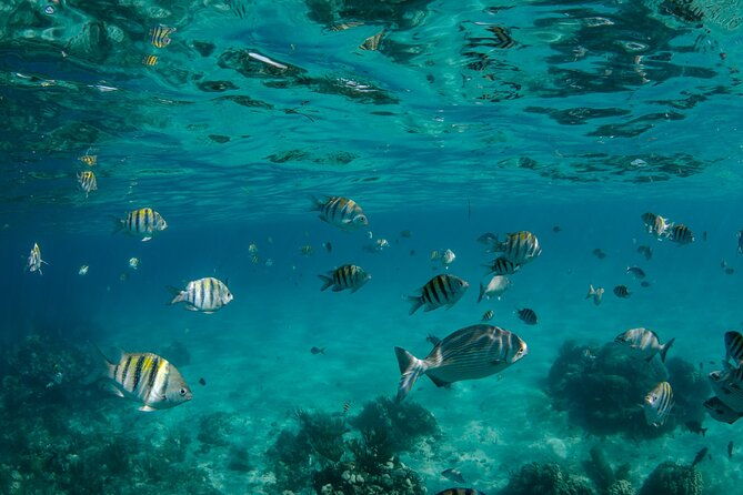 3-hour-private-charter-on-stingray-city-with-snorkeling