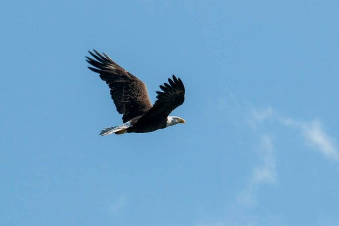 3-hour-see-crystal-river-wildlife-safari-boat-cruise