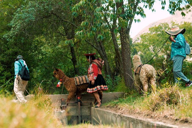3-hour-small-group-hiking-with-alpaca-in-sacred-valley