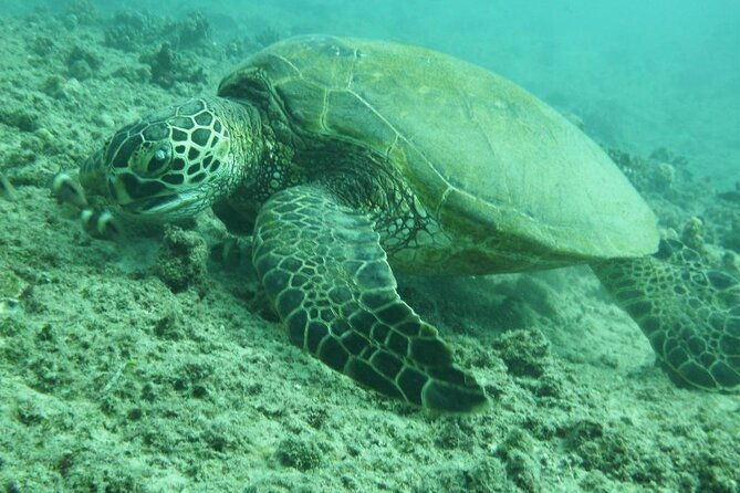 3-hour-small-group-maalaea-luxury-snorkel-cruise-tour