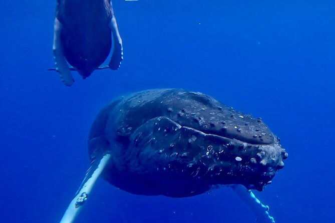 4-hour-private-charter-adventures-in-kona-coast