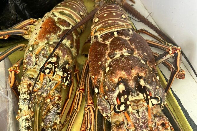 4hr-halfday-private-fishing-tour-in-gracebay