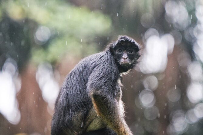 5-day-all-inclusive-guided-jungle-tour-from-iquitos-at-maniti-eco-lodge