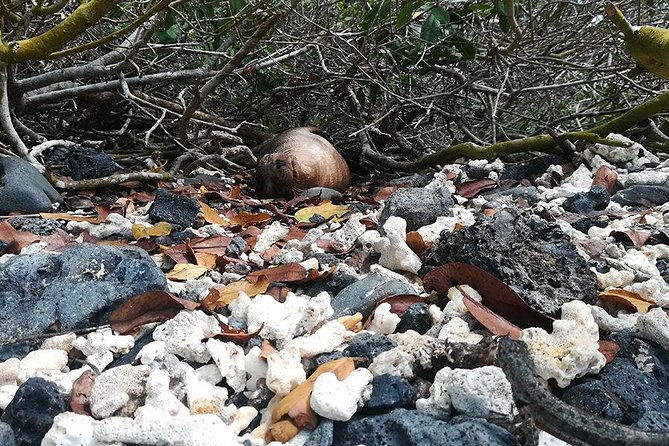 5-day-guided-galapagos-los-tuneles-tour