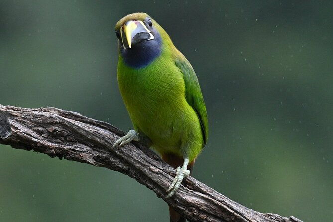 5-hour-birdwatching-and-photography-tour-in-monteverde