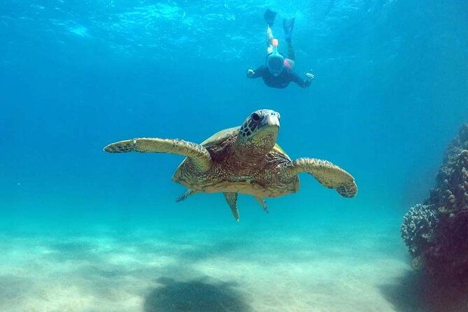 5-in-1-deluxe-cruise-turtle-snorkeling-activities-and-pick-up