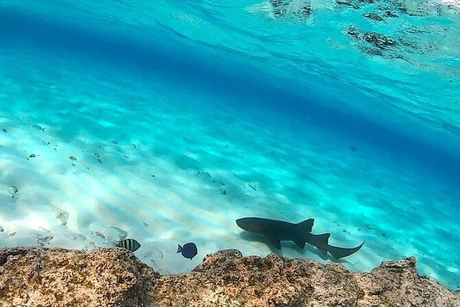 5-tours-jhonny-cay-aquarium-haynes-cay-sighting-and-mangrove