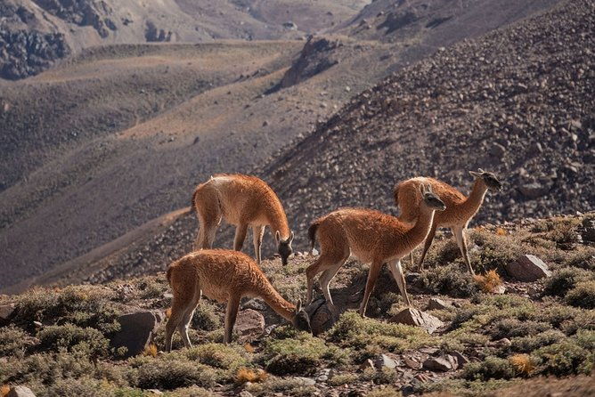 6-day-andes-crossing-from-mendoza-to-chile-by-horse