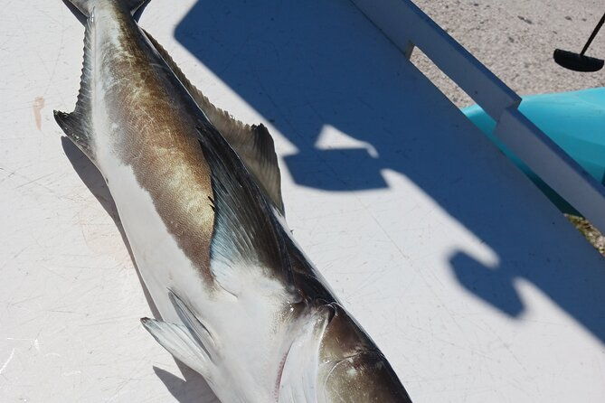 6-hour-private-fishing-tour-in-sarasota-with-master-captain-bill