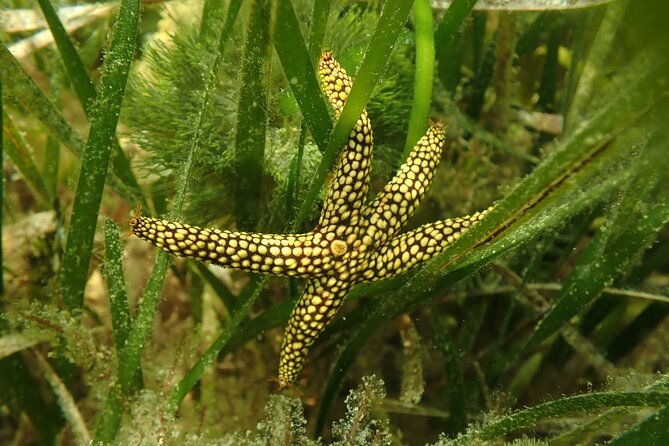 7-hour-private-scalloping-package-in-mangrove-point