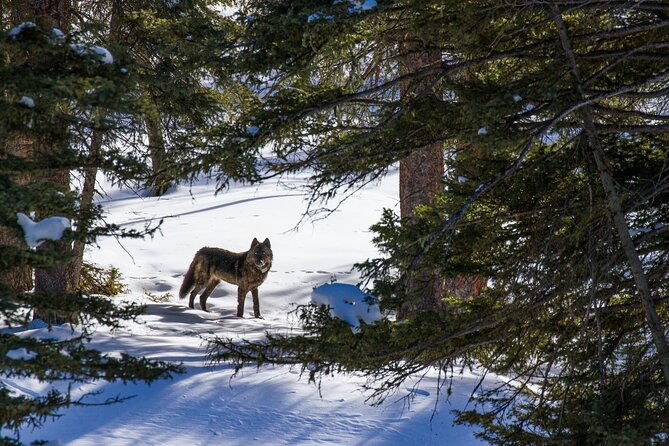 8-hour-combination-snowshoe-wildlife-viewing-in-grand-teton-national-park