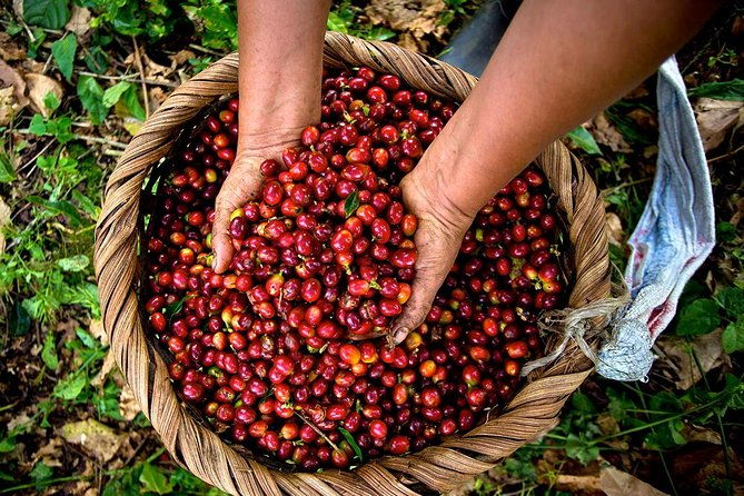 a-taste-of-aquiares-2-hours-coffee-tour