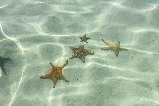 acquarius-stingray-city-and-snorkel-tours