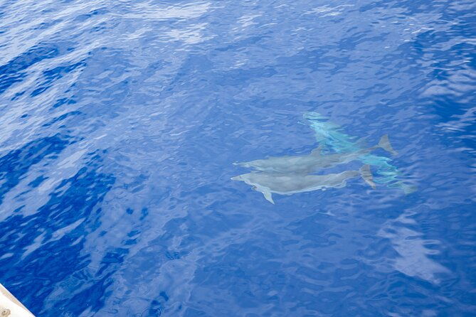 afternoon-hawaiian-green-sea-turtle-and-dolphin-snorkel-and-sail
