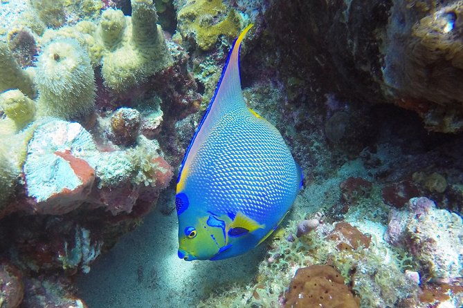 afternoon-snorkeling-adventure-in-st-thomas