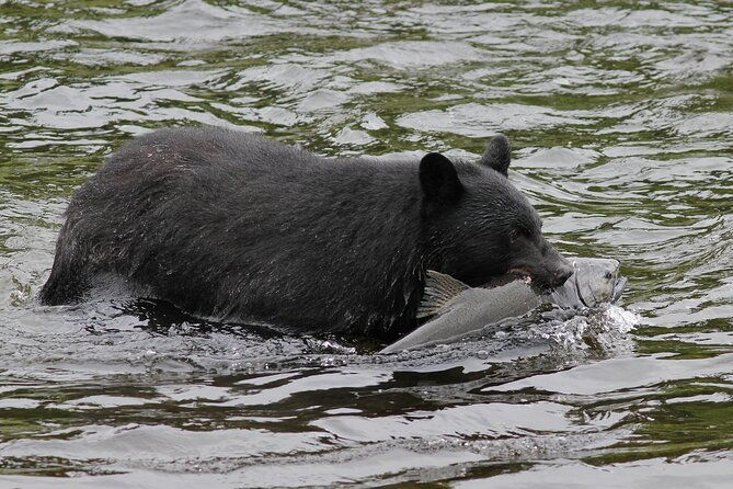 alaskan-bear-encounter-by-land-sea-2
