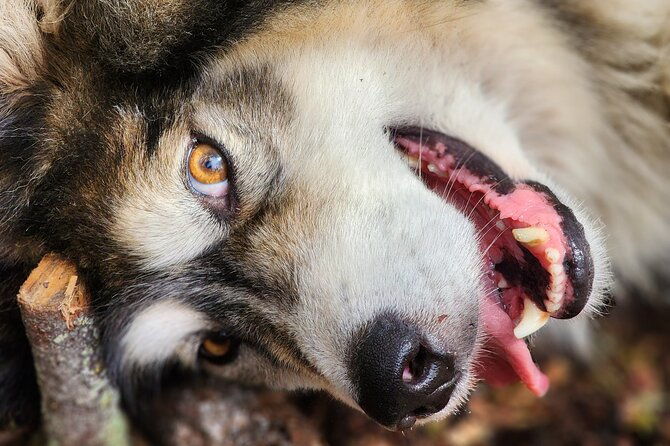 alaskan-sled-dog-excursion-in-fairbanks