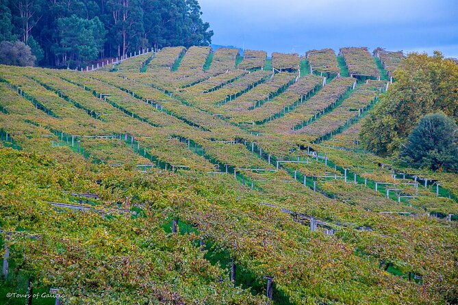 albarino-trails-private-wine-tour-shore-excursion-from-vigo