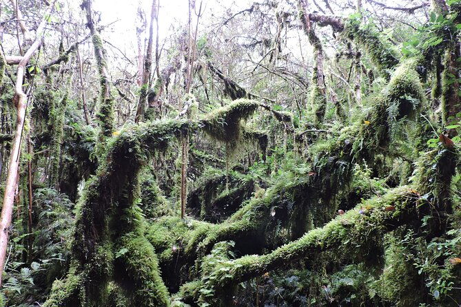 alerce-andino-park-with-las-chaicas-sector-private