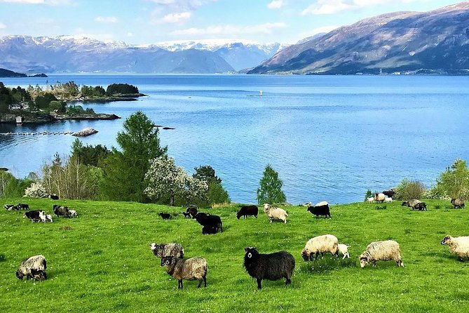 alesund-sightseeing-tour-vikings-islands-by-minibus-4-hours-private-tour