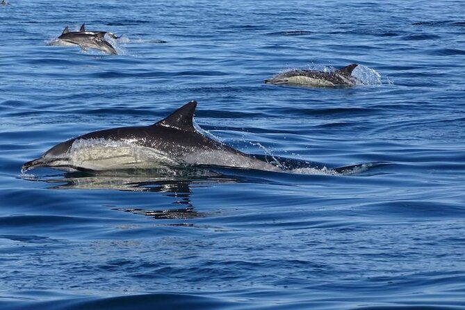 algarve-dolphin-watching-marine-life-eco-tour-2