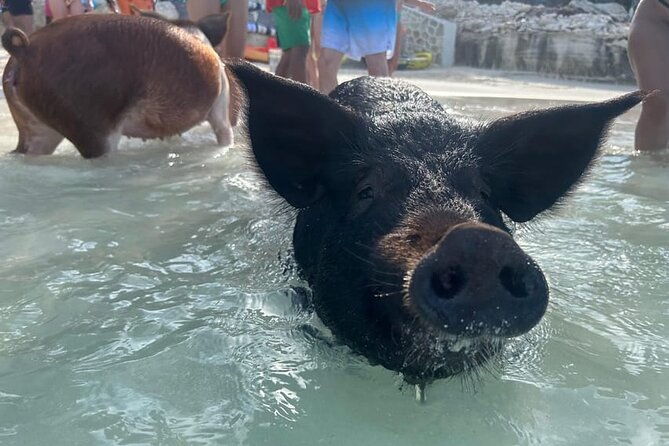 all-inclusive-pig-encounter-snorkeling-turtles-lunch-beach