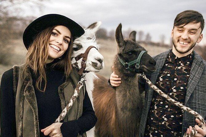 alpaca-and-llama-hike-moedling-near-vienna