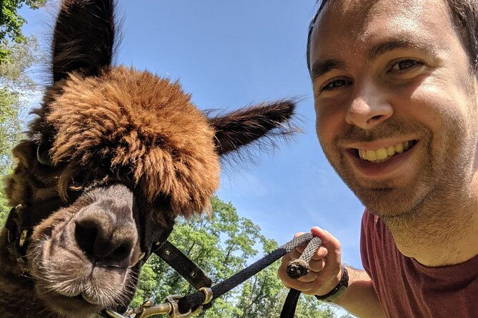 alpaca-and-llama-trek-in-pleasant-valley
