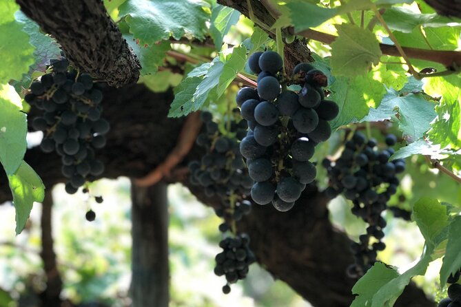 amalfi-coast-private-tour-with-amalfi-ravello-and-wine-tour-from-positano