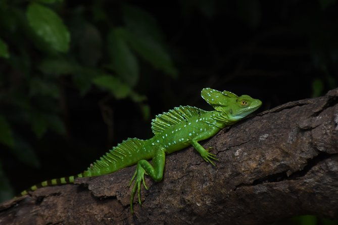 amazing-red-eyed-frog-night-walk-la-fortuna