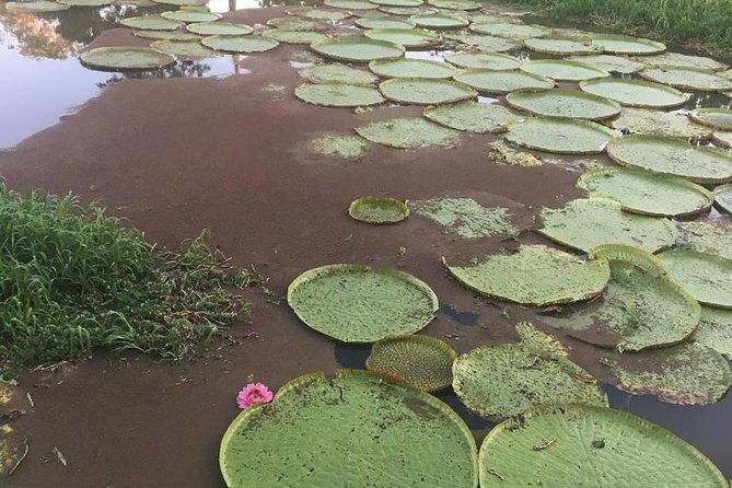 amazon-private-safari-by-tuhiri-eco-tour-leaving-manaus