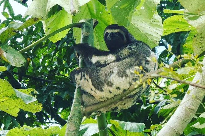 amazon-wildlife-explorations-3-days-2-night