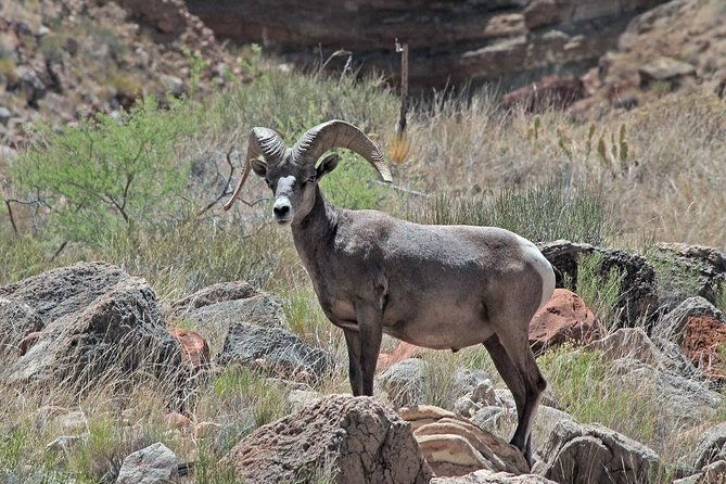 apache-trail-with-dolly-steamboat