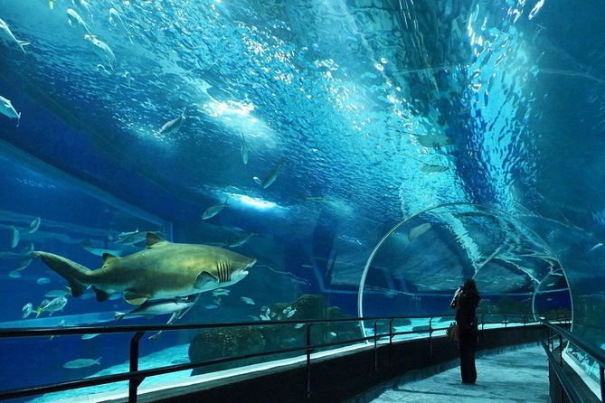 aquarium-tour-rio-de-janeiro