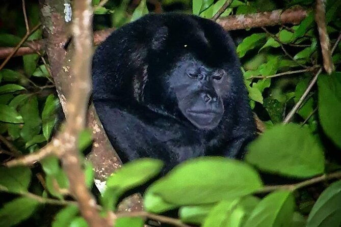 arenal-rain-forest-night-tour