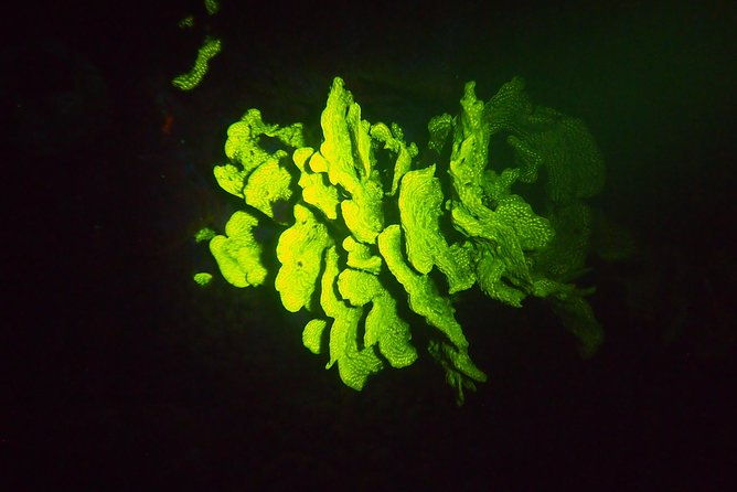 aruba-1-tank-guided-uv-night-dive-for-certified-divers-with-rental-equipment
