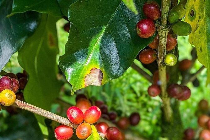 atv-waterfall-organic-coffee-farm-with-lunch