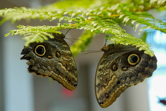 audubon-aquarium-insectarium-ticket