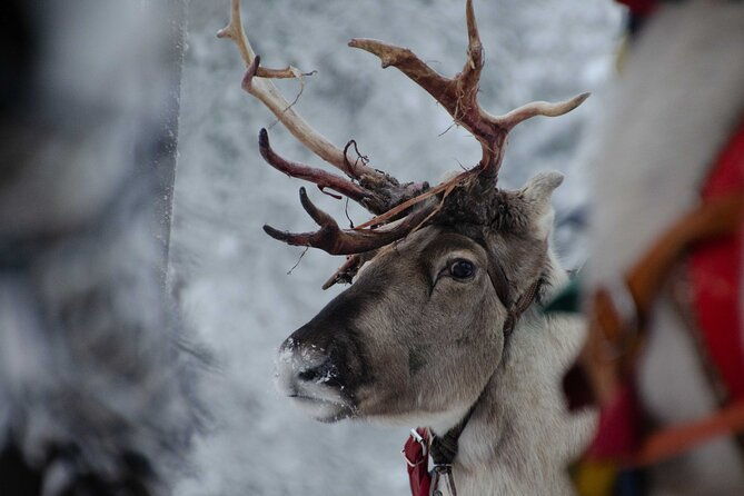 authentic-reindeer-farm-experience-in-rovaniemi