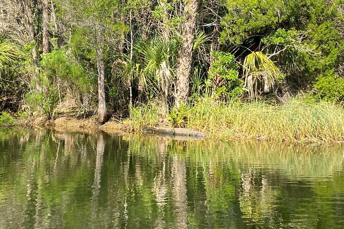 backland-alligator-electric-paddle-tour
