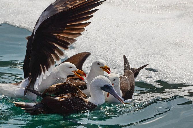 ballestas-islands-and-paracas-reserve-from-san-martin-port