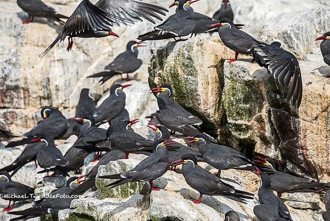 ballestas-islands-for-cruise-ship-passenger-paracas-harbour