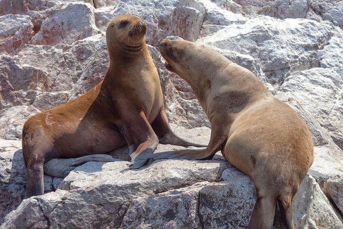 ballestas-islands-group-tour-from-paracas