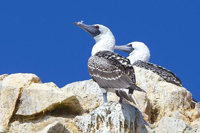 ballestas-islands-group-tour-from-san-martin-port